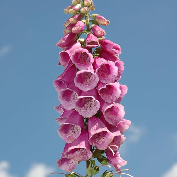 Created by Nature Foxglove Seeds, 62,700 Perennial Seeds, Purple, Pink, and White Flowers