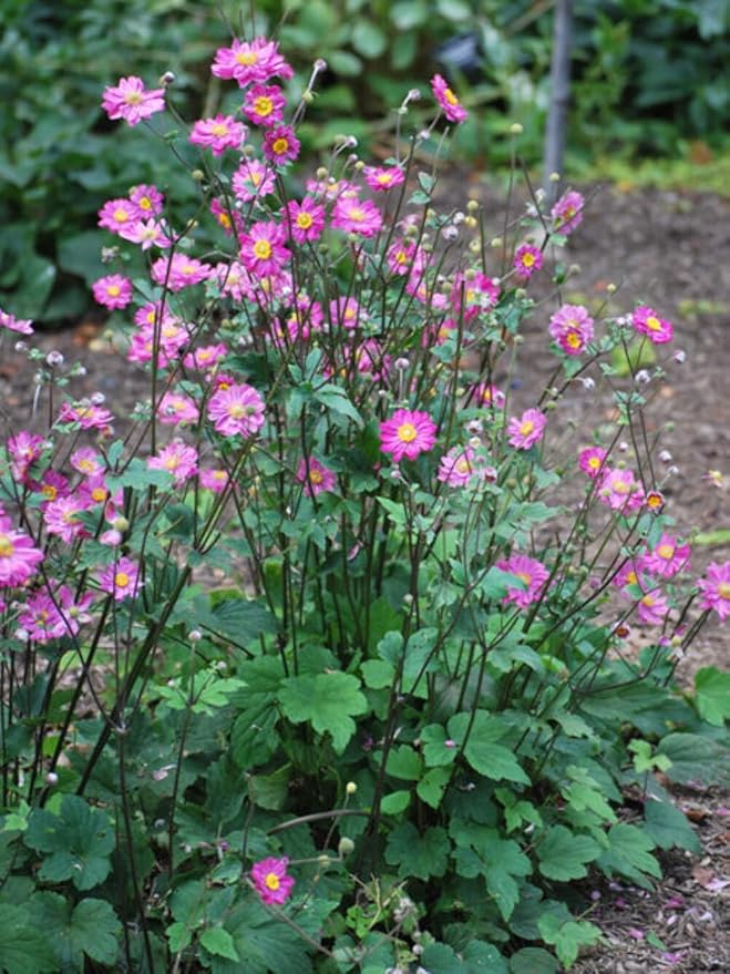 Perennial Farm Anemone x Hybrida 'Pamina' – Live Windflower in #1 Container, Semi-Double Deep Rose-Pink Blooms, Long Blooming, Deer Resistant, Perfect for Borders, Shade & Pollinator Gardens