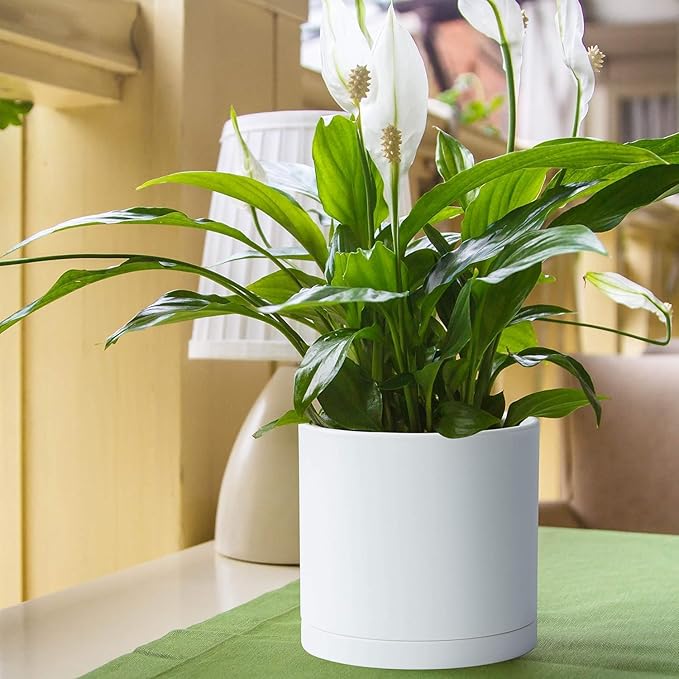 D'vine Dev 2 Pack 8 Inch Modern Plastic Plant Pots, Small Garden Planters for Plant with Drainage Holes and Saucers, White Color, 74-Z-M-1