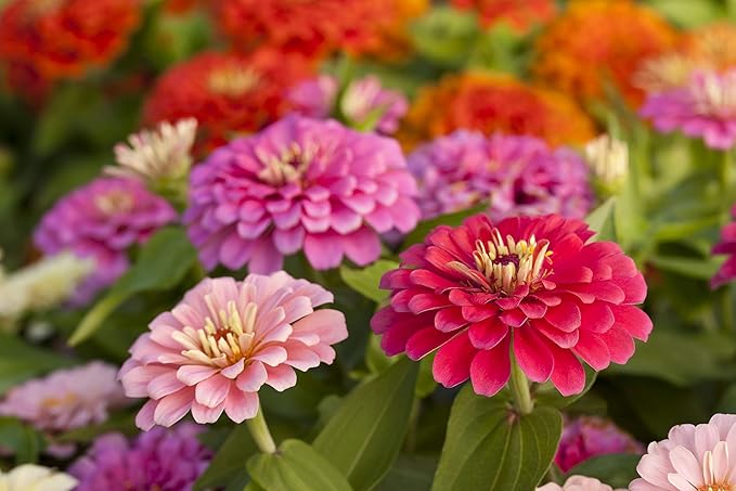 Gaea's Blessing Seeds - Zinnia Seeds - California Giants Seed Mix with Easy to Follow Planting Instructions Heirloom Non-GMO 91% Germination