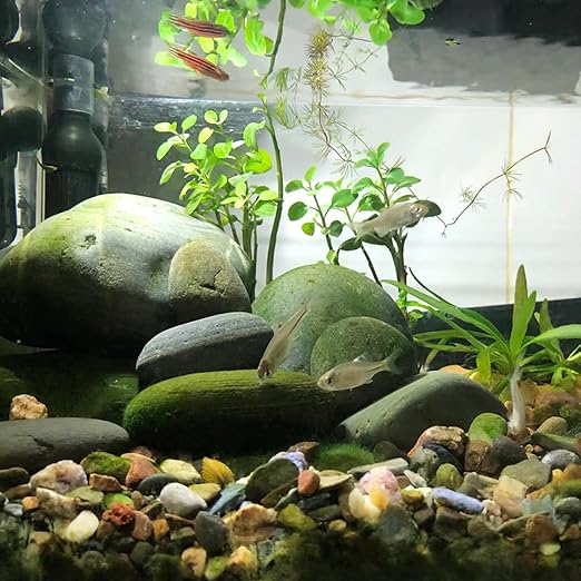 40LB Colorful River Rocks for Landscaping,1-2.2 Inch Mixed Color Pebbles for Garden Landscaping, Decorative River Rocks for Fish Tank, Aquarium, Vase Filling, Outdoor Decorative River Rocks