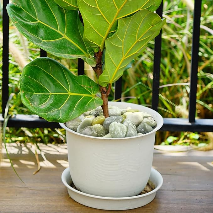 40lbs Jade River Rocks for Landscaping, 1-2 Inch Natural Pebbles for Indoor Plants, High Polished Decorative Stones Garden Outdoor and Indoor DIY Vase Filler Fish Tank Aquariums