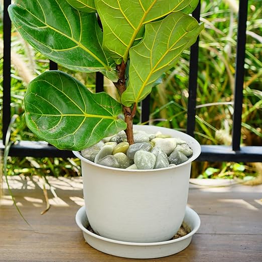 40lbs Jade River Rocks for Landscaping, 2-3 Inch Natural Pebbles for Indoor Plants, High Polished Decorative Stones Garden Outdoor and Indoor DIY Vase Filler Fish Tank Aquariums