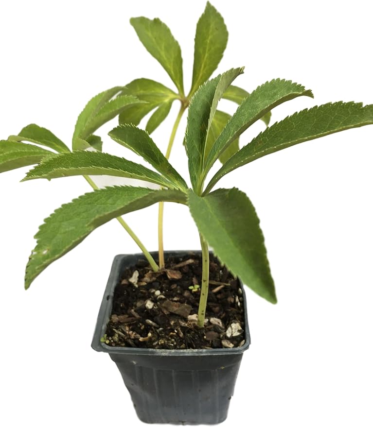 8 Containers of Mixed Lenten Rose/Hellebore in 2.5 Inch Pots- Great for Fall Planting!