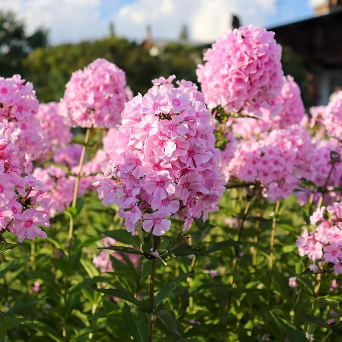 3 Double Phlox Bare Root Perennial Flower Collection - Vibrant and Stunning Mix of Pink, White and Red Colors - Blooms Create Beautiful Clusters of Petals - Attracts Butterflies, Bees & Hummingbirds