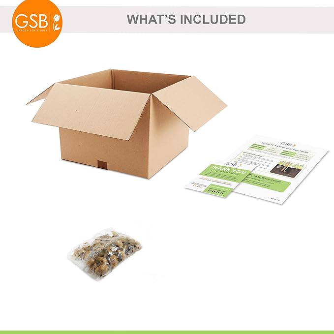 Garden State Bulb Batalinii Little Beauty Tulip Flower Bulbs, 6/+cm, Fall Planting (Bag of 25)