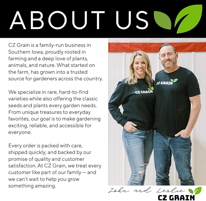 Drumstick Allium Bulbs - Easy to Grow Pennial Flowers, Deer Resistant - Ships from Iowa, USA (10 Bulbs)