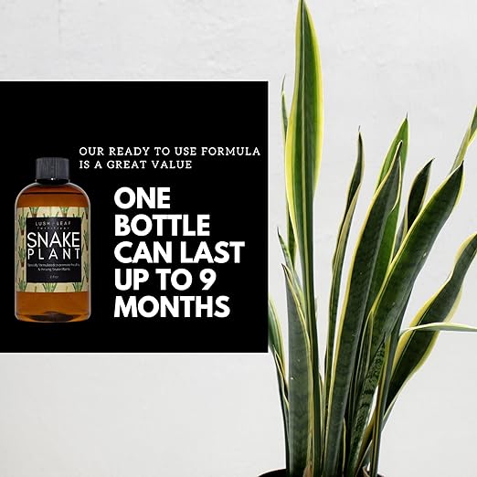 Lush Leaf | Plant Food (Snake Plant)