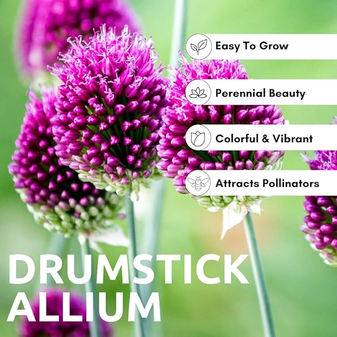 Drumstick Allium Bulbs - Easy to Grow Pennial Flowers, Deer Resistant - Ships from Iowa, USA (50 Bulbs)