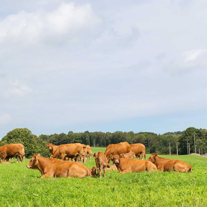 Outsidepride All-Purpose Pasture Seed Mix - 50 lb. Perennial, Drought-Tolerant & Fast-Growing, Pasture Seeds for Planting Abundant Forage Grass & Clover, Great for Grazing Livestock & Hay Production