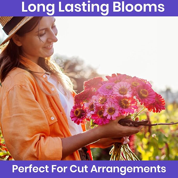 NatureZ Edge Zinnia Seeds for 2025 Planting Outdoors, Over 16,500 Flower Seeds, 1/4 lb, Non GMO Made in USA, Bulk Semillas De Flores para Sembrar, California Giants, Easy to Grow Zinnia Seed Mix