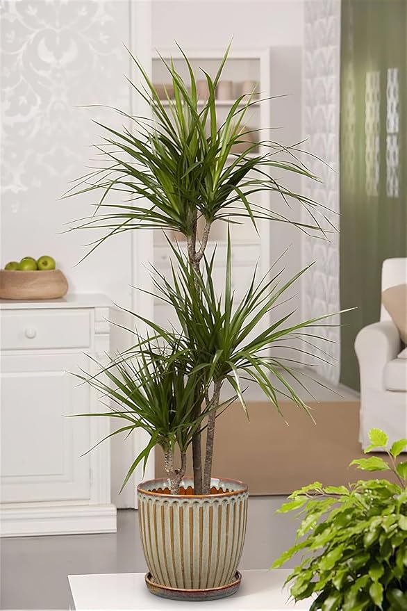 Oairse Ceramic Pots for Indoor Plants, 7.8 inch Pots for Plants Brown Planters with Drainage Holes and Saucers Texture Ceramic Planters Indoor Outdoor for Succulent