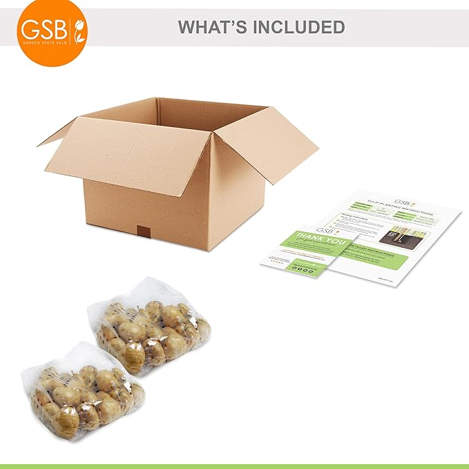 Garden State Bulb Double Late Double Dutch Mix Tulip Flower Bulbs, 12/+ cm, Fall Planting (Bag of 50)