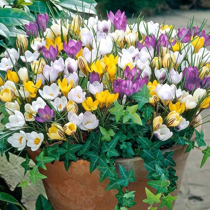 Mixed Giant Crocus - 25 Bulbs - Assorted Colors by Willard & May