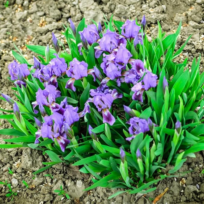 Created By Nature Wild Iris Seeds, 400 Purple Perennial Flower Seeds