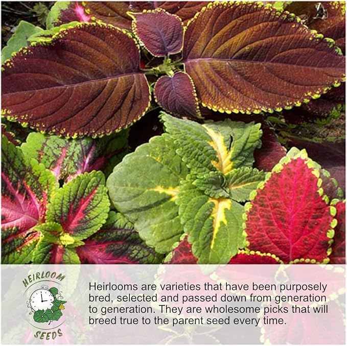 Seed Needs Sunflower Seeds to Plant Sunset Blend 7 Varieties Mix | 750+ Seeds Helianthus Annuus Heirloom Open Pollinated Bulk Flower Seed | Multicolored Sun Flowers Garden Favorite