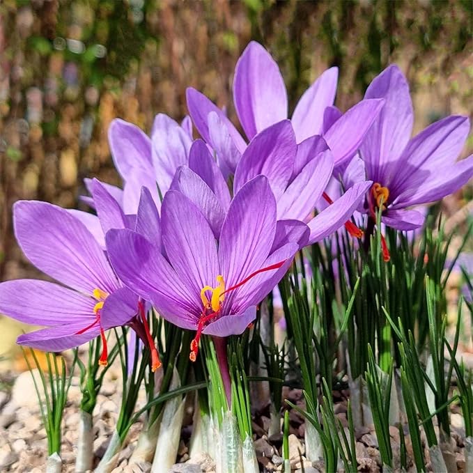 50 Saffron Crocus Sativus Corms Bulbs -Large 9 Cm Corms - Instructions Will be Included