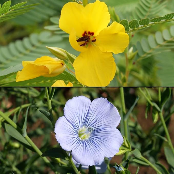 Ferry-Morse Pollinator Lover’s Mix Bulk Wildflower Seeds, 1lb