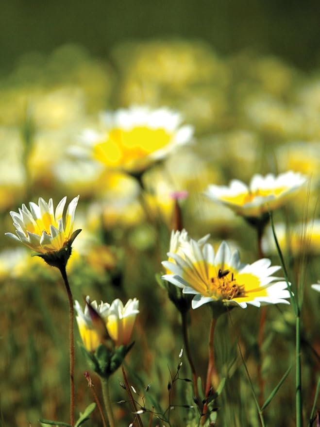 Pollinator Mix - California Wildflowers - 1 OZ - Non-GMO, Open Pollinated - Annuals & Perennials - Mix of Wildflower & Flower Seeds Ideal for California