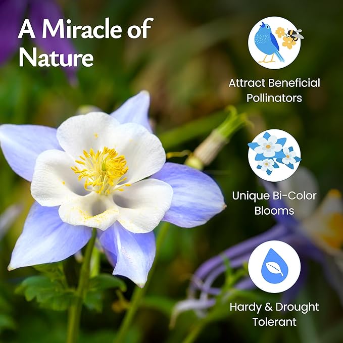 Created By Nature Blue Columbine Flower Seeds, 2,400 Perennial Seeds, Colorado State Flower