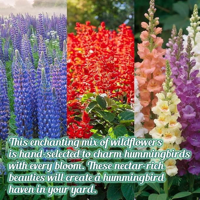 Hummingbird Nectar Wildflower Seeds - 1oz, Open-Pollinated Flower Seed Mix Packet, Non-GMO, No Fillers, Annual, Perennial Wildflower Seeds Year Round Planting - 1 oz