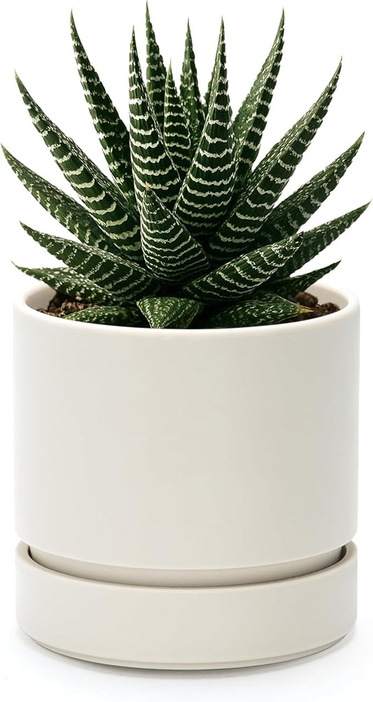 Phoenix Vine 4 Inch Planter Pot with Drainage Hole & Saucer, Deep Water Catch Tray, Straight Cylindrical Round Pot for Plants, Oatmeal, Pack of 1, 23-E-R-1