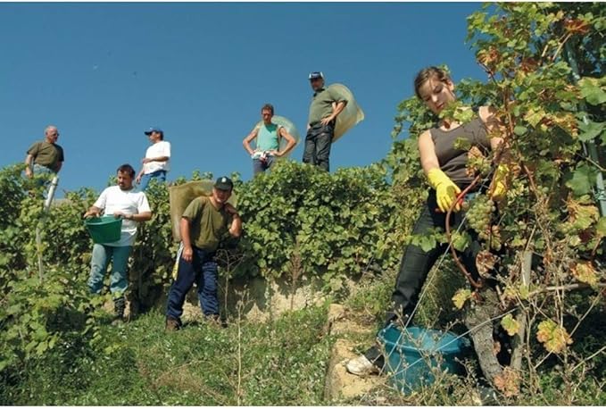 Felco F300 Pruning Snips – 7.5" Lightweight Garden Clippers for Picking & Trimming | Pruning Shears for Gardening | Garden Snips and Pruners with Stainless Steel Blade, Fine Tip, Spring-Loaded Action