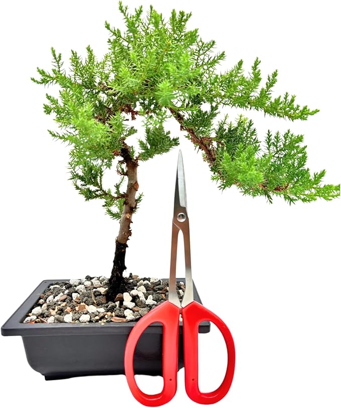 Bonsai Scissors By The Bonsai Supply- Stainless Steel