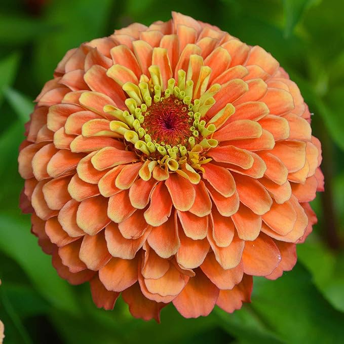 Eden Brothers Zinnia Seeds - Benary Giant Salmon Rose