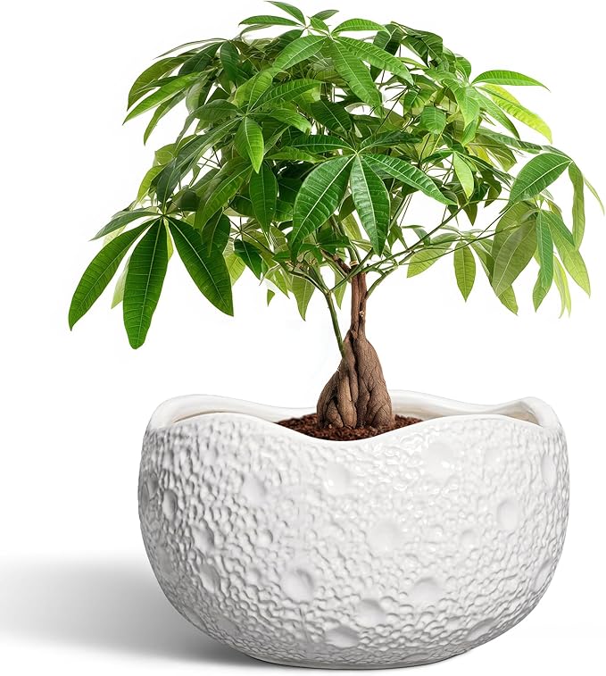 10 Inch Plant Pot - Ceramic Planter for Indoor Outdoor, Round Bonsai Pots, Decorative Flower Pots with Drainage Hole, Modern Unique Planters, House Decor, Home Gifts, White