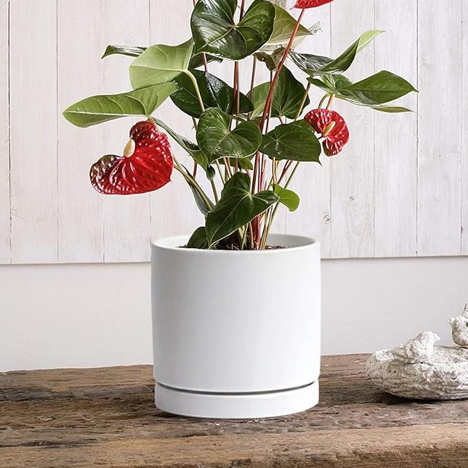 Ceramic Plant Saucer 8 inch White, Planter Water Drip Trays for Indoor Plants, Thick Durable Sturdy Flower Pot Saucers for Glazing Pots Base, Sizes 4-12 inch