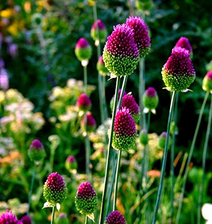 50 Allium Drumstick Bulbs for Planting - Exotic Blooming Onion - Beautiful Spring Flowers
