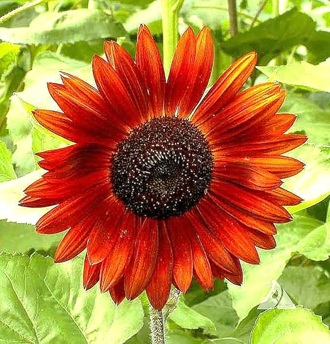 Velvet Queen Sunflower Seeds - Red Sunflower