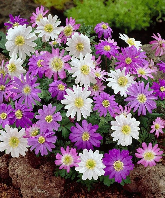 Amazing Deal! Anemone Blanda “Fireworks” Bulbs – Colorful Perennial Flowers | Shade-Loving Windflowers in Purple, White, Pink & Blue | Attracts Butterflies & Bees | Zones 3–8 (15 Bulbs)