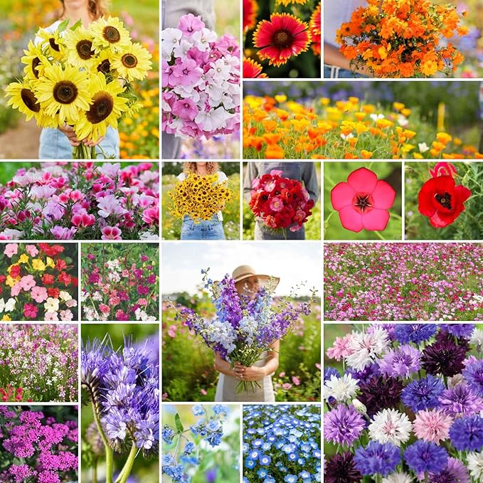 Eden Brothers All Annual Wildflower Mixed Seeds for Planting, 1/4 lb, 120,000+ Seeds with Sunflower, Indian Blanket, Scarlet Flax | Attracts Pollinators, Plant in Spring, Zones 3, 4, 5, 6, 7, 8, 9, 10