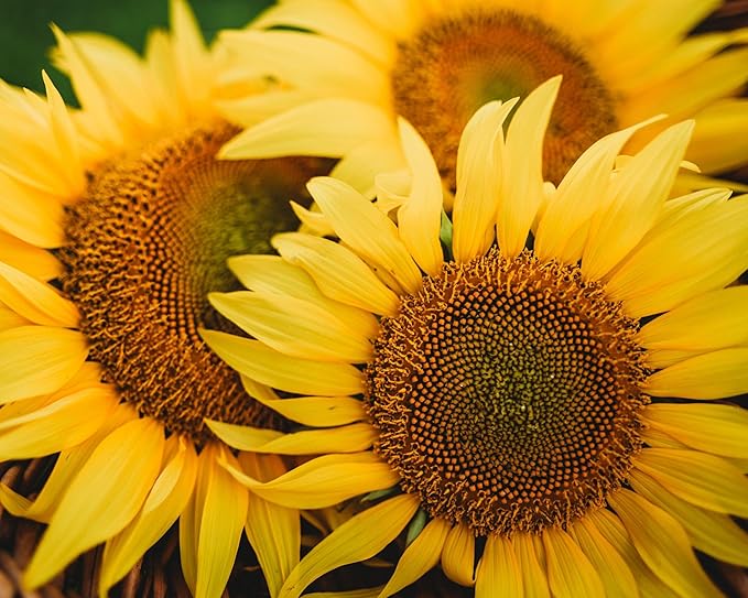 Peredovik Sunflower - 4oz Bulk (~1200 Seeds) - Pollinator-Friendly, Attracts Birds, Bees & Butterflies, Non-GMO Black Sunflower Seeds for Planting Outdoors in The Home Garden, Thresh Seed Company