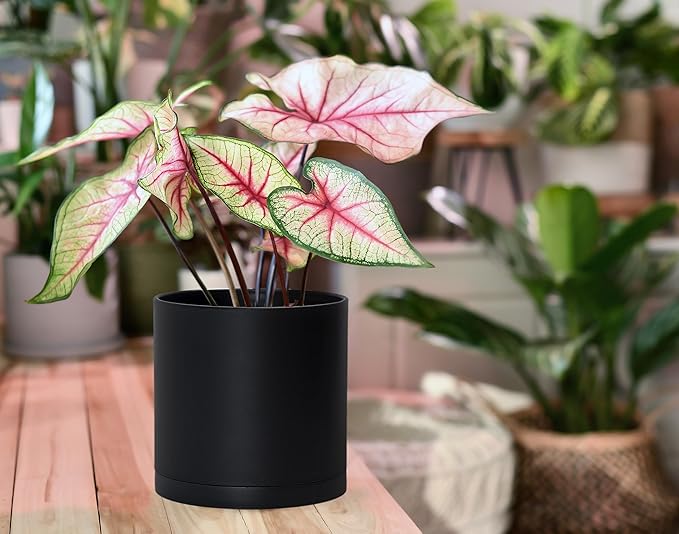 D'vine Dev 4 Pack 6 Inch Modern Plastic Plant Pots, Small Garden Planters for Plant with Drainage Holes and Saucers, Black Color, 74-Y-J-2