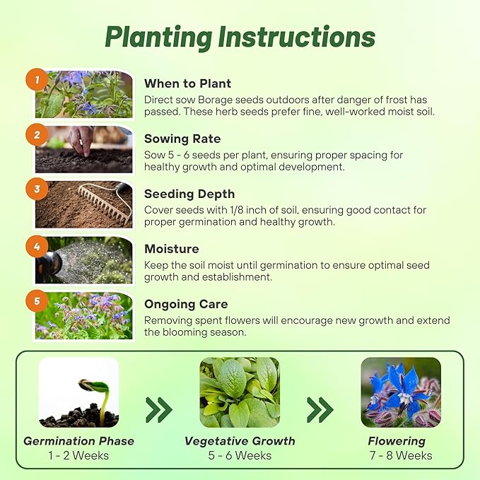 Outsidepride Blue Borage Seeds for Planting – 1 lb. Annual, Drought-Tolerant Herb Seeds with Star-Shaped Blooms, Attracts Bees for Pollinator Gardens, Summer Teas, Decoration & Culinary Use