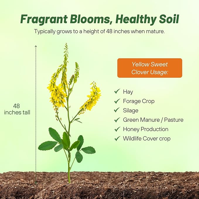 Outsidepride Yellow Sweet Clover Seed - 20 lbs Biennial, Drought-Tolerant, Frost-Resistant, Nitrocoated, Inoculated Yellow Clover Seeds Cover Crop for Forage, Honey Production, & Pollinators