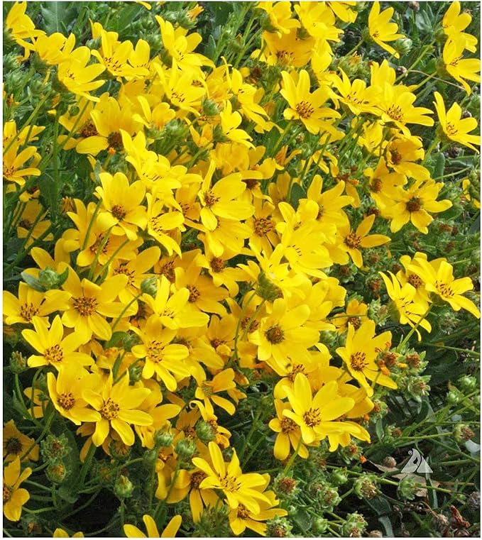 Englemann Daisy Seeds - Perennial Native - 6500 Seeds