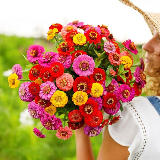 Eden Brothers Zinnia Seeds - Lilliput Mix, Non-GMO Seeds for Planting, 5 lbs | Low-Maintenance Flower Seeds, Plant During Spring, Zones 3, 4, 5, 6, 7, 8, 9, 10