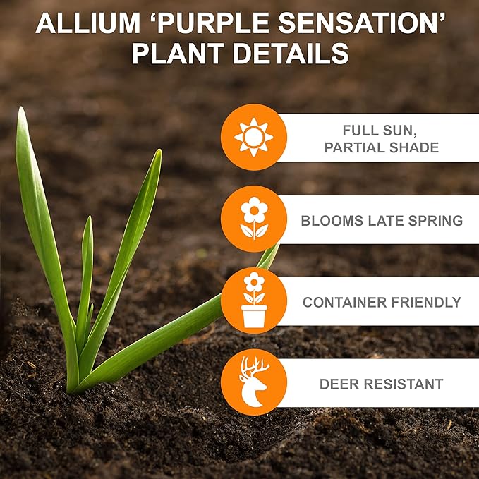 Garden State Bulb Purple Sensation Allium Flower Bulbs, 12/+ cm, Fall Planting (Bag of 100)