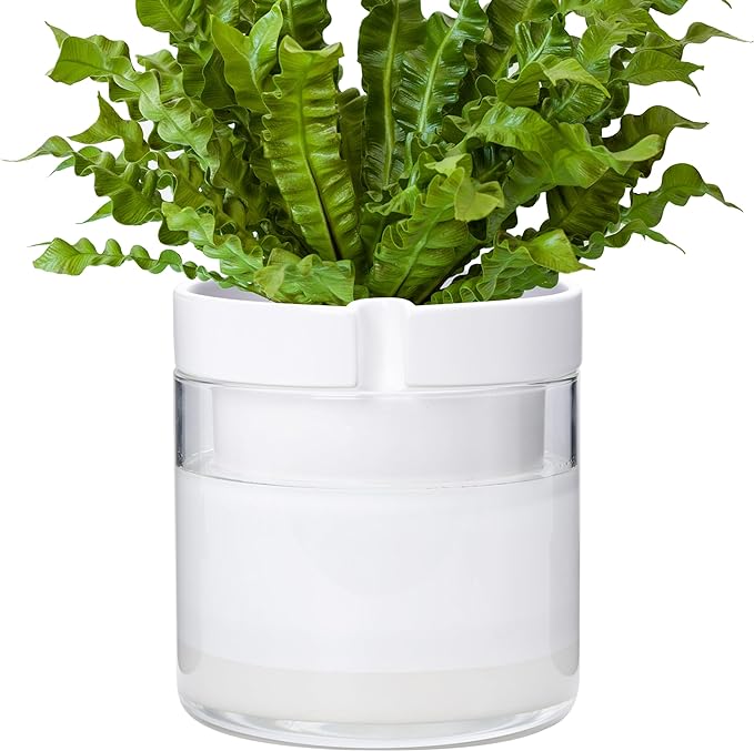 Phoenix Vine 8 Inch Self Watering Planter, White Terracotta Clay Pot with Glass Reservoir for Indoor Plants, Herbs, Flowers, Set of 1, 52-B-H-1