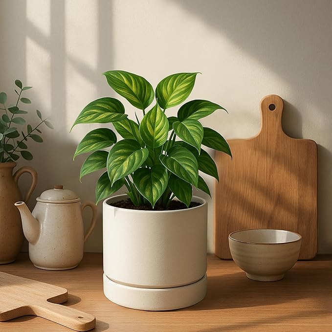 Phoenix Vine 6 Inch Planter Pot with Drainage Hole & Saucer, Deep Water Catch Tray, Straight Cylindrical Round Pot for Plants, Oatmeal, Pack of 3, 23-E-S-3