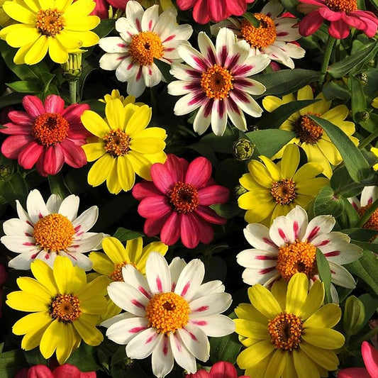 Eden Brothers Zinnia Seeds - Zahara Raspberry Lemonade Mix, Non-GMO Seeds for Planting, Packet | Low-Maintenance Flower Seeds, Plant During Spring, Zones 2, 3, 4, 5, 6, 7, 8, 9, 10, 11