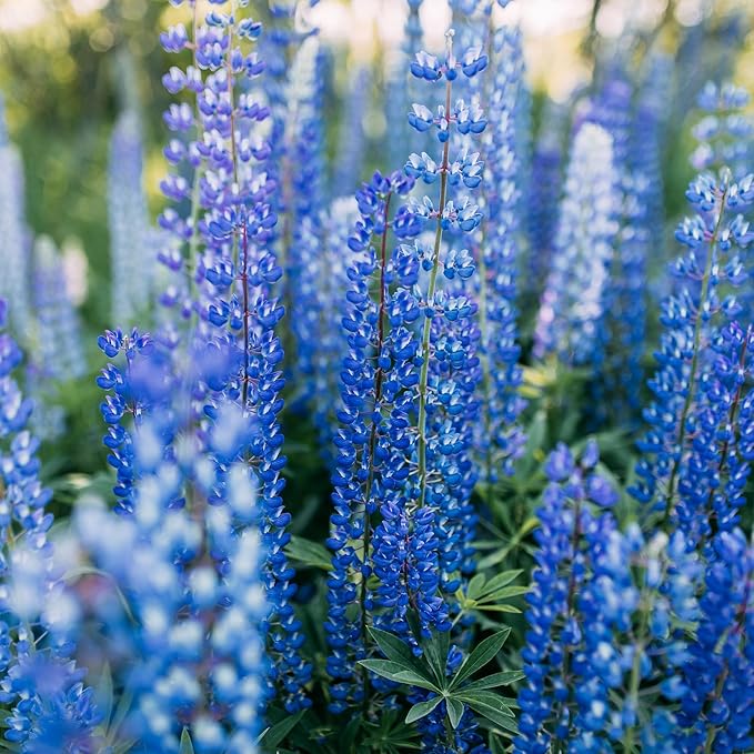 Perennial Blue Lupine Flower Plant Seeds (Lupinus perennis) - Over 750 Premium Seeds - Non GMO
