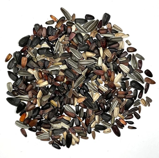 Seed Needs Sunflower Seeds to Plant The Original Crazy Blend | 500+ Heirloom Seeds 15+ Varieties Open Pollinated & Untreated | Resealable Bulk Package Multicolored Blooms Flower Seed