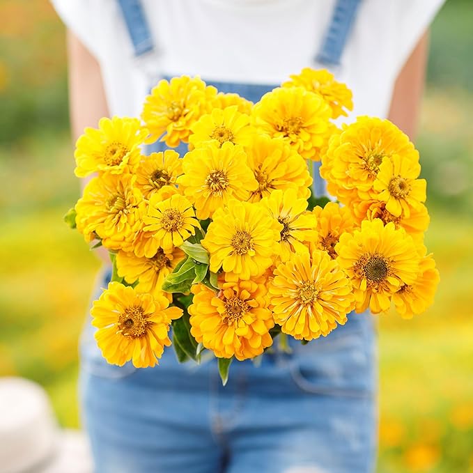 Eden Brothers Zinnia Seeds - Canary Bird, Non-GMO Seeds for Planting, 1/4 lb | Low-Maintenance Flower Seeds, Plant During Spring, Zones 3, 4, 5, 6, 7, 8, 9, 10