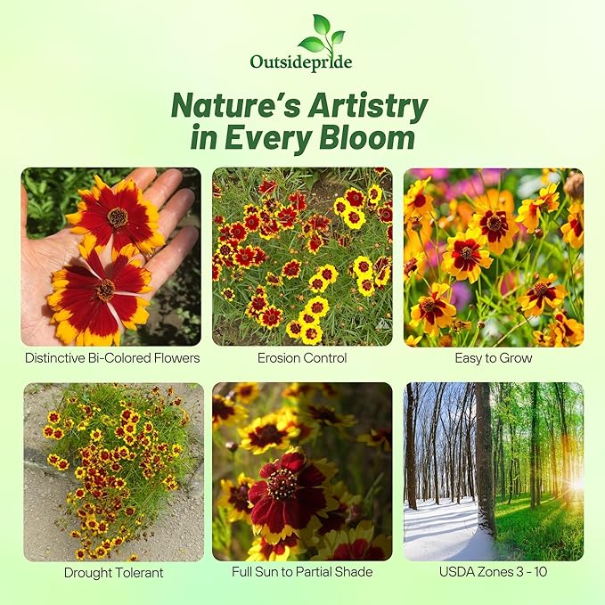 Outsidepride Plains Coreopsis Seeds - 1 lb. Annual, Drought & Humidity Tolerant, Flower Seeds for Planting Vibrant Bicolored Blooms, Ideal for Xeriscaping and Low Maintenance Gardens