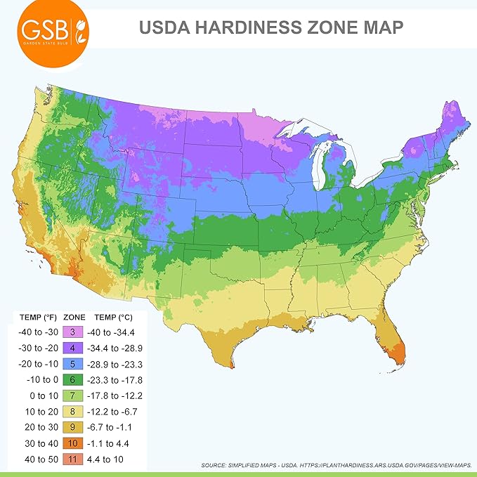 Garden State Bulb Purple Sensation Allium Flower Bulbs, 12/+ cm, Fall Planting (Bag of 100)